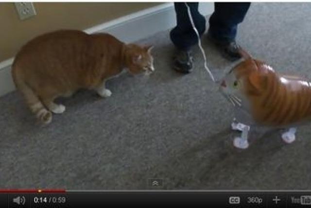 Katze vs. Luftballon-Katze: Es kann nur eine geben!