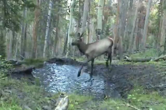 Video: Bambi erfreut sich an einer Pftze