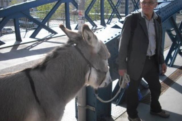 Ein Esel auf der Wiwili-Brcke