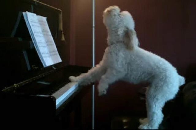 Video: Tucker, der Hund am Klavier
