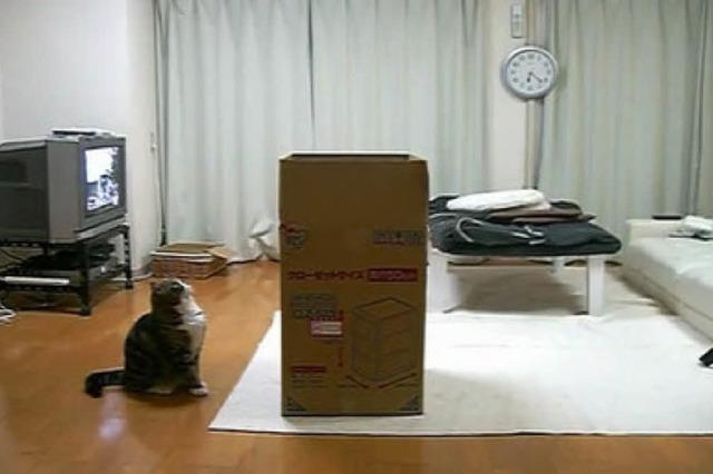 Video: Dicke Katze vs. groe Kiste