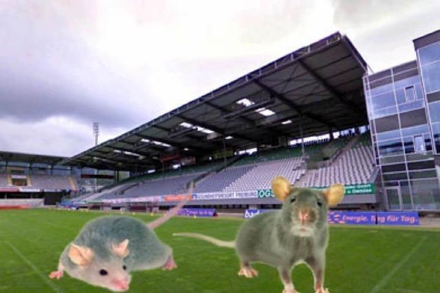 fudder-Debatte: Ist der SC Freiburg zu einer grauen Maus geworden?