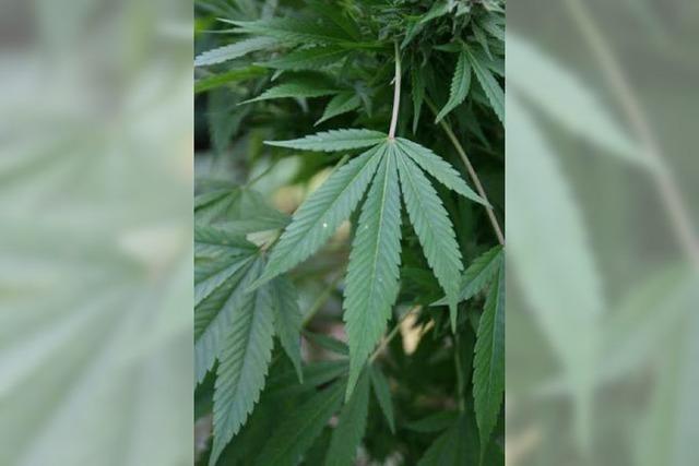fudder-Debatte: Soll Cannabis legalisiert werden?