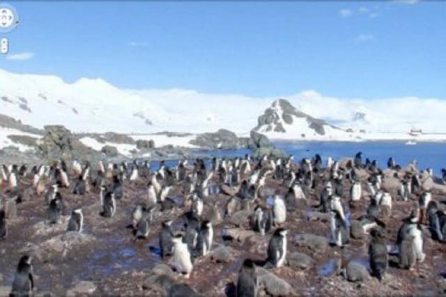 Pinguine gucken mit Google Street View