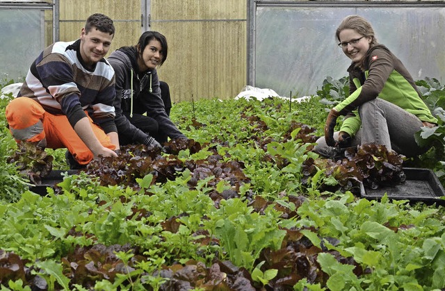 Gerold Koch, Ypin Peter und Ines Schne... gezogenen Salate fr den Tafelladen.   | Foto: Stadtverwaltung