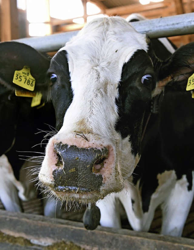 Soll nicht festgebunden werden: Kuh im Stall   | Foto: dpa