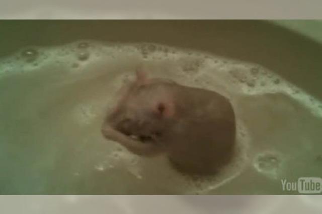 Video: Ratte Tinkerbell nimmt ein Waschbeckenbad