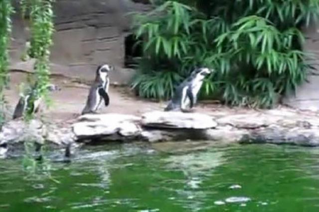 Video: Pinguine jagen einen Schmetterling
