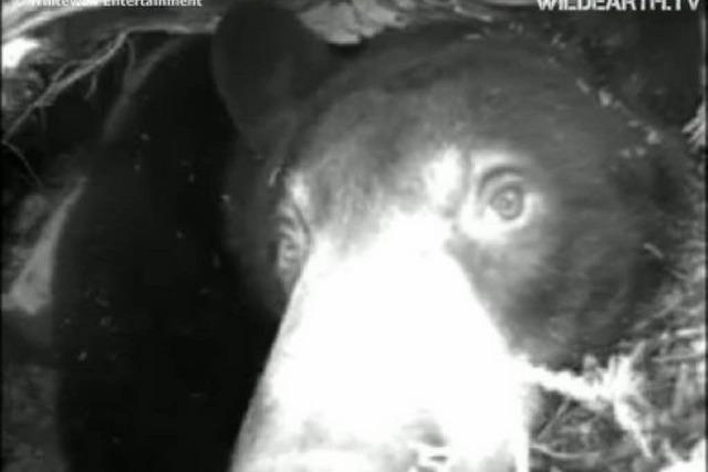 Lily the Black Bear: Live-TV aus der Bärenhöhle