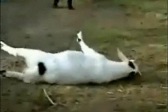 Video: Ziegen fallen einfach in Ohnmacht