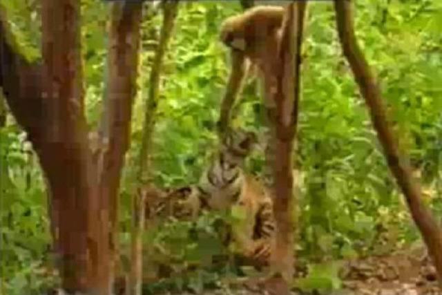 Video: Affe verscheucht kleine Tiger