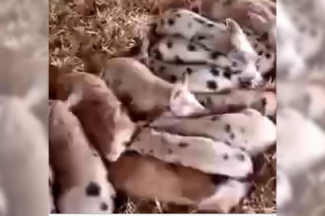 YouTube-Video: Schweineohren-Synchronwedeln