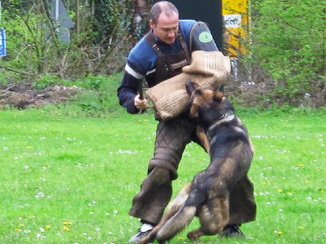 Sascha Mding half bei der Schutzhunde...lierte mit seinem Armschutz die Beute.  | Foto: Kim Cara Ruoff