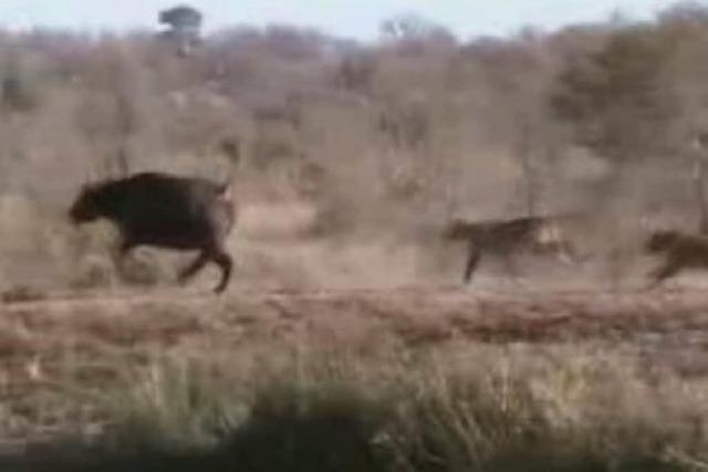 Tiervideo: Die Rache der Kaffernbffel