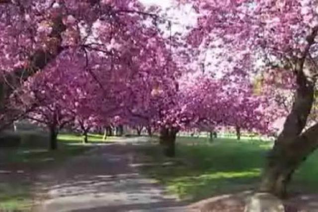 Tolles Zeitraffer-Video: Kirschblte im Botanischen Garten von Brooklyn