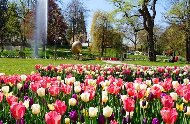 Tulpen auf dem Gelnde der Landesgartenschau  in  hringen.   | Foto: BZ