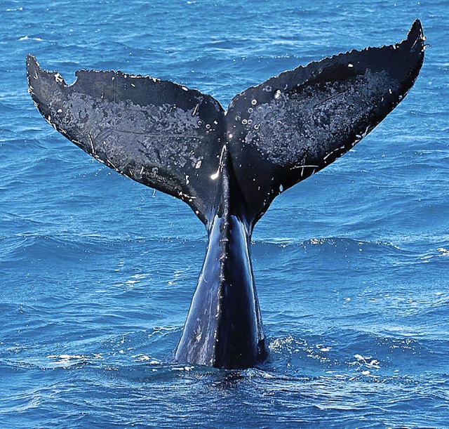 Wale transportieren Nhrstoffe.   | Foto: dpa