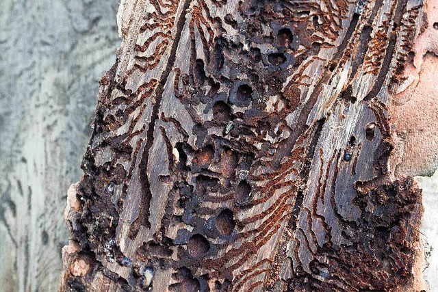 Die Fragnge des Borkenkfers zerstren den Baum.  | Foto: Daniel Fleig