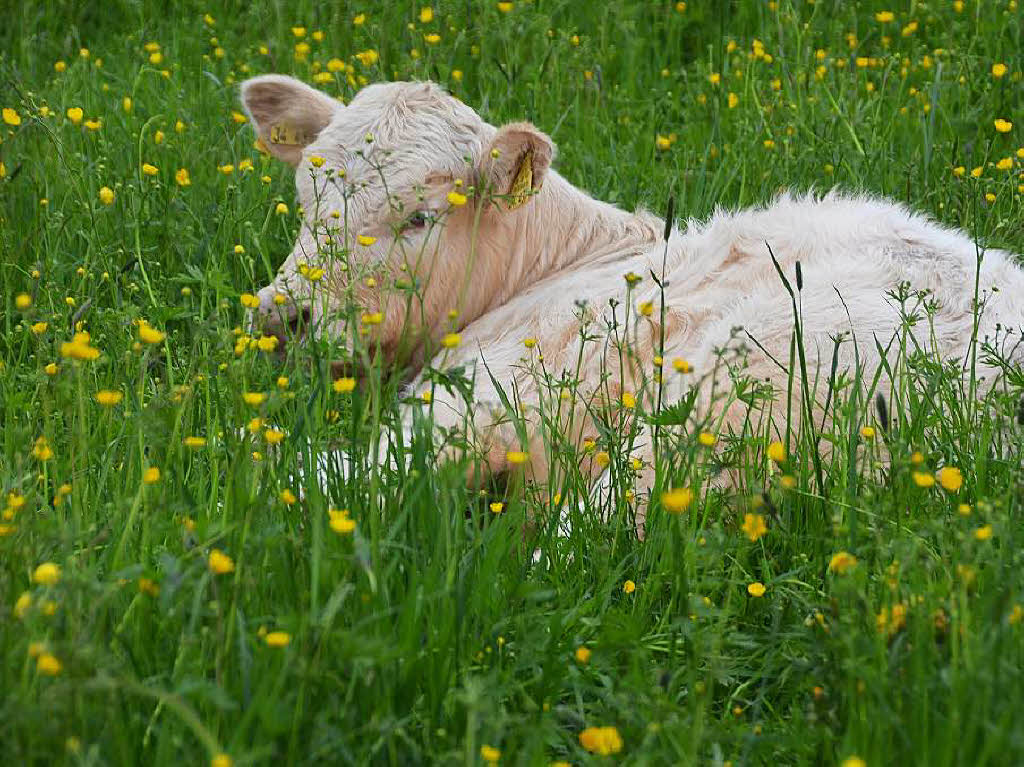 Mal ber Stock und Stein, mal in der Stadt oder aber auch hoch droben am und im Schloss Brgeln waren die BZ-Wanderer bei der Auftaktveranstaltung unterwegs. 30 wackere Wandersleut’ trotzten Wind, Regen und Nebel, und erlebten einiges.