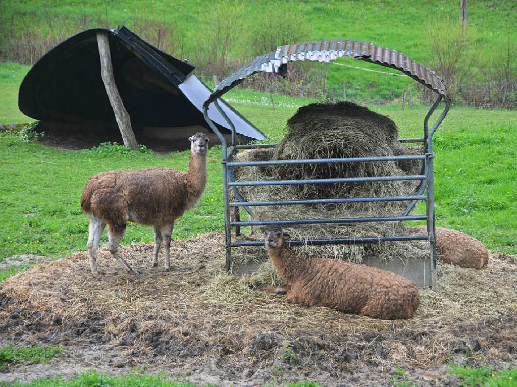 Mal ber Stock und Stein, mal in der Stadt oder aber auch hoch droben am und im Schloss Brgeln waren die BZ-Wanderer bei der Auftaktveranstaltung unterwegs. 30 wackere Wandersleut’ trotzten Wind, Regen und Nebel, und erlebten einiges.