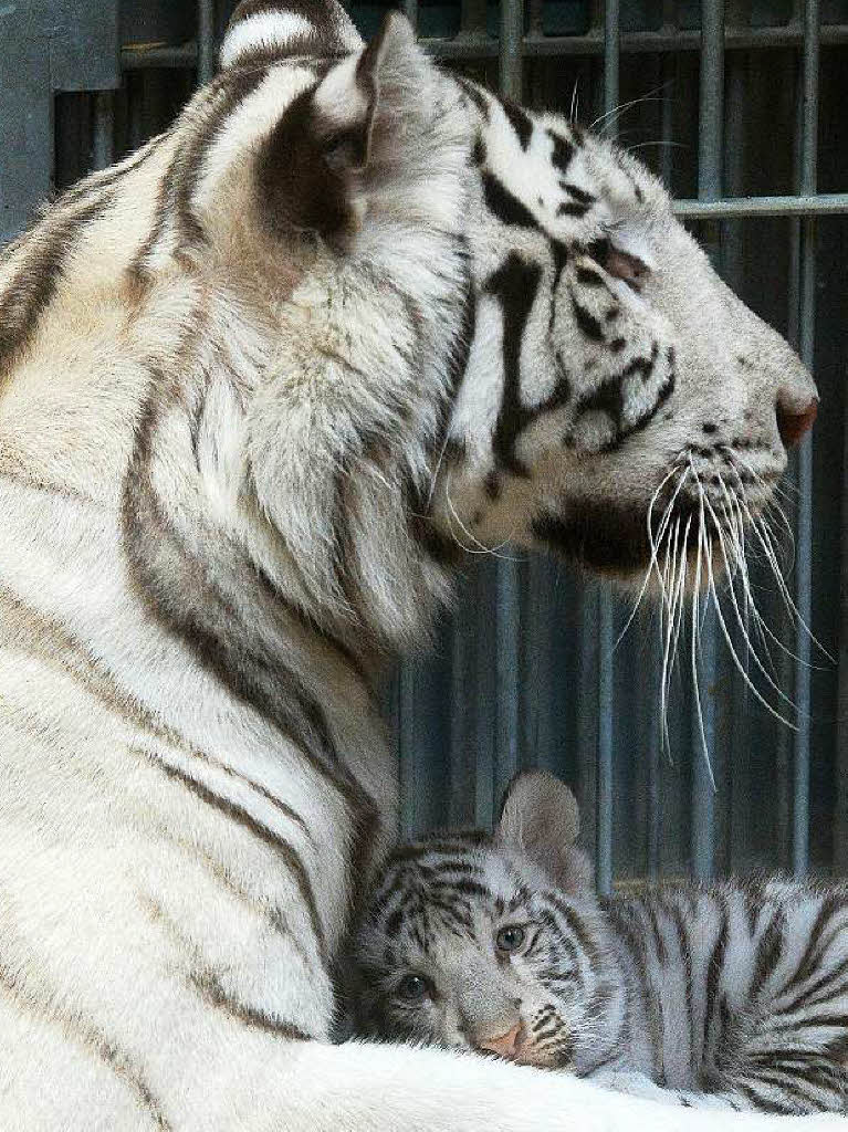 Indische Tiger gelten als gefhrdet. Schtzungen zufolge existieren weltweit nur rund 2500 Tiere.