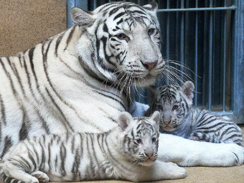 Indische Tiger gelten als gefhrdet. Schtzungen zufolge existieren weltweit nur rund 2500 Tiere.