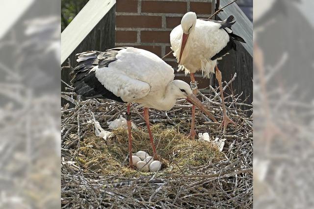 Die Storchenkken sollen Anfang Mai schlpfen