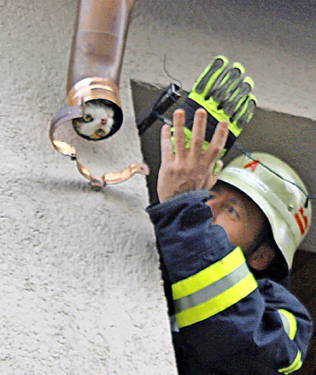 Die Ihringer Feuerwehr befreite ein  K...n aus dem Ablaufrohr einerRegenrinne.   | Foto: Kocher