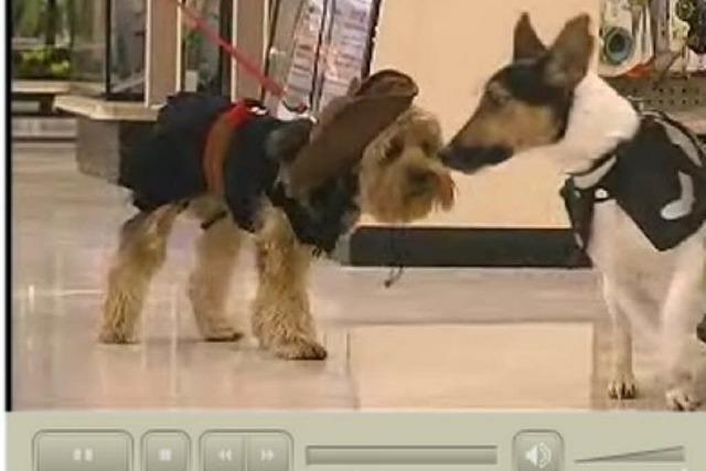 Video: Hunde in Karnevalskostmen