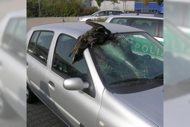 Kormoran knallt in Windschutzscheibe