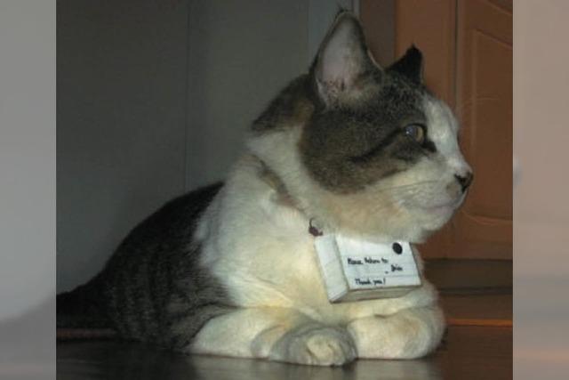Catcam - mit der Katze auf Foto-Streifzug