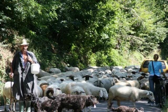 500 Schafe auf der Kartuserstrae