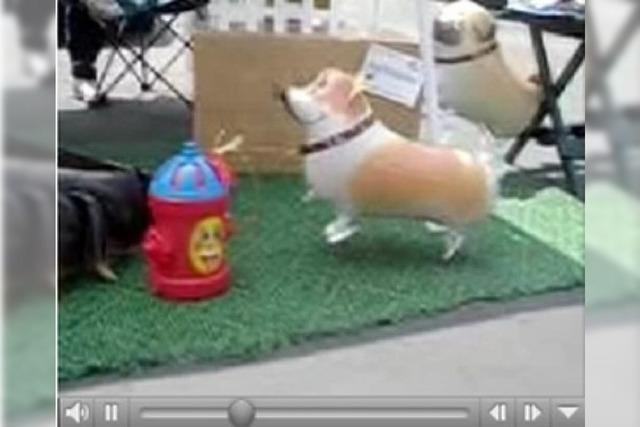 Neuer Flohmarktbrller: Der Helium-Hund