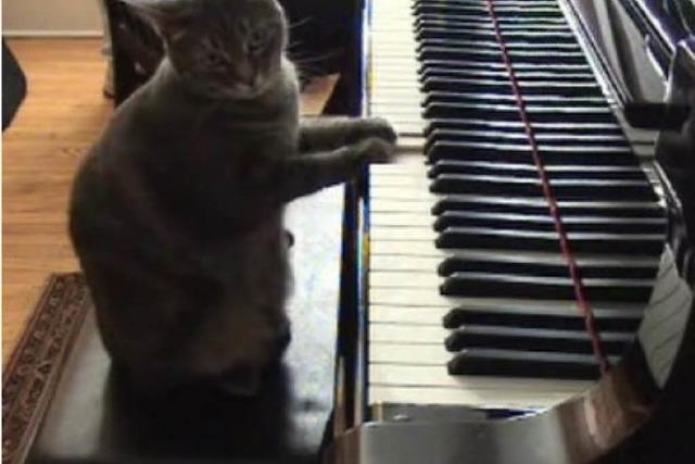 Klaviermusik von der Wunderkatze