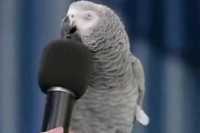 Sprechender Papagei