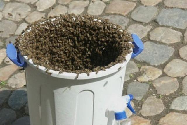 Mmhh, Bienenstich!