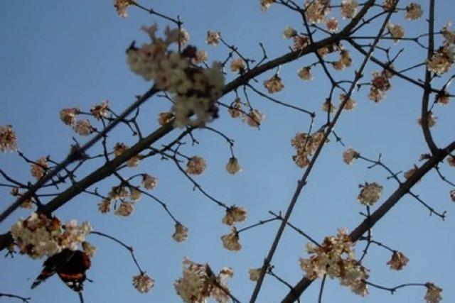 Schmetterlinge im Februar