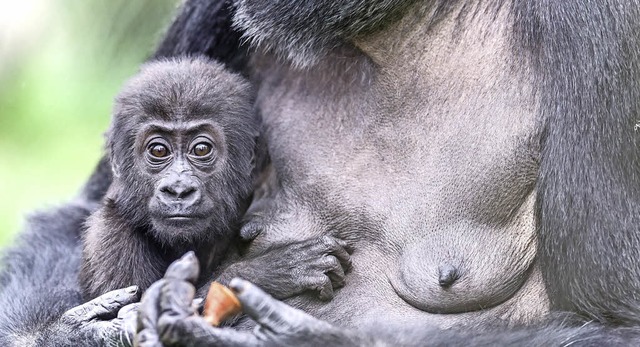   | Foto: Zoo Basel (Torben Weber)