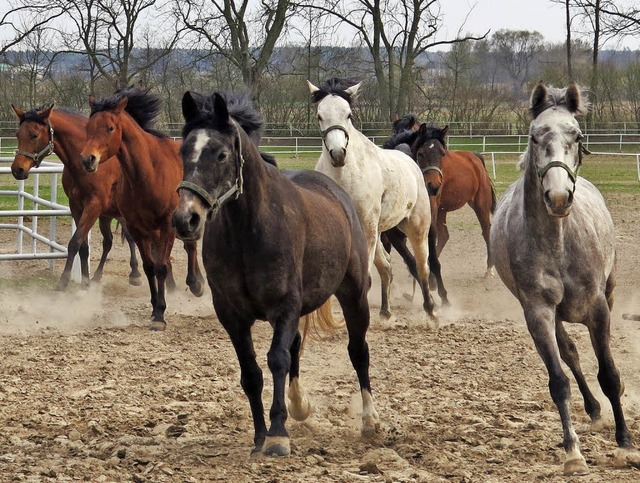 Diesen Pferden geht es gut, aber ungek...ationen rund um ein polnisches Gestt.  | Foto: dpa