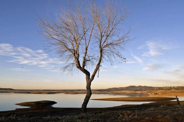 El Niño sorgt weltweit für katastrophale Dürren