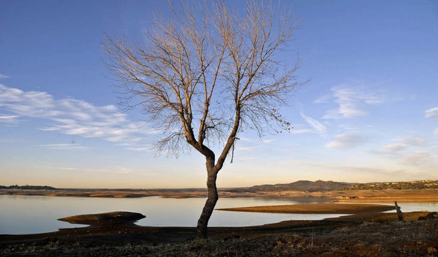 Eigentlich sollte dieser Baum in Kalifornien am Ufer eines groen Sees stehen.   | Foto: dpa