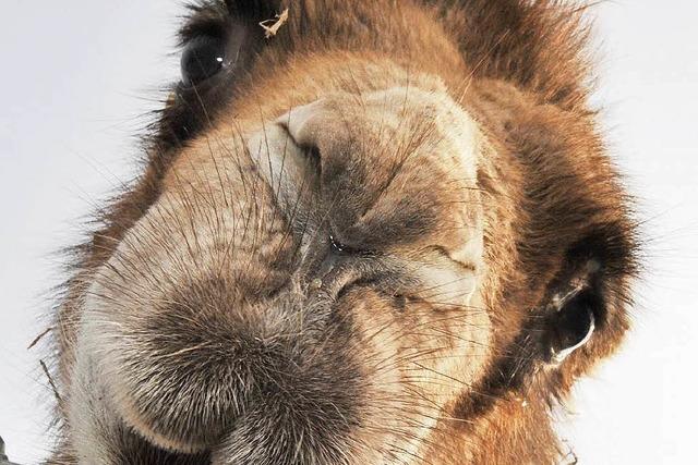 Tierschutz: In Erding bleibt’s bei Kamelverbot