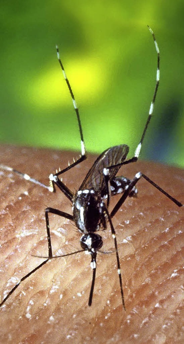 Malaria-bertrger: die Stechmcke Anopheles quadrimaculatus   | Foto: Dpa