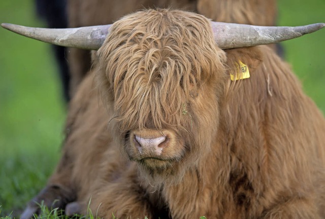 Die Highland Rinder von Thomas Preiser...angen fhlen sich im Schwarzwald wohl.  | Foto: Wolfgang Scheu