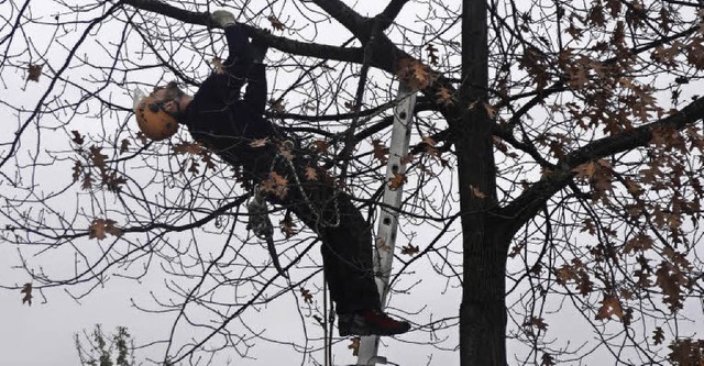 Ein Baumkletterer auf der Suche nach d...aumkronen nach dem Schdling gesucht.   | Foto: Landratsamt Lrrach