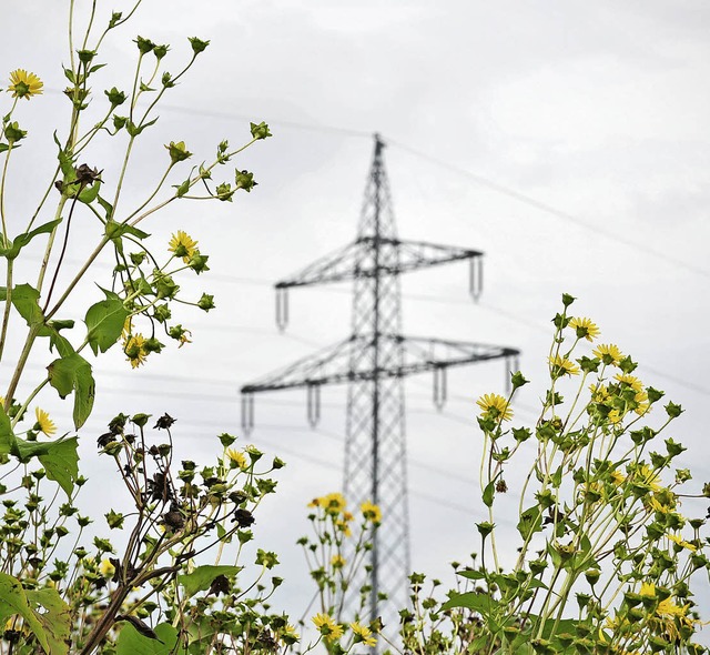 Die Silphie (links) knnte die Vorherr...ises (rechts) auf den Feldern brechen.  | Foto: DPA