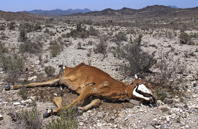 Verdurstet  eine tote Kuh  | Foto: Dieterich