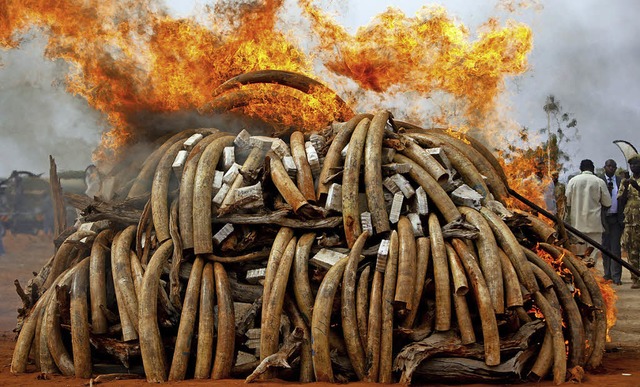 Bereits 2011 wurde in Kenia Elfenbein verbrannt.   | Foto: epd