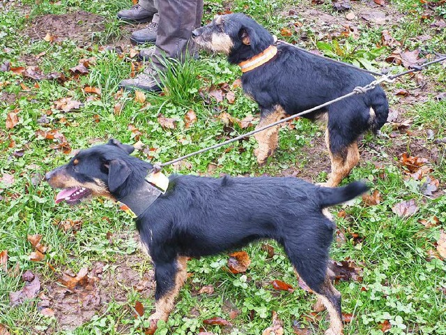 Jagdhunde werden zum Aufstbern, Jagen...cht um die reienden Hunde im Artikel.  | Foto: Timea Lax