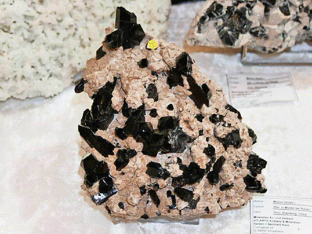 Egal ob Dinosaurierfossilien oder Meteoriten – bei der 41. Mineralienbrse in Bad Sckingen gab es viel zu entdecken.